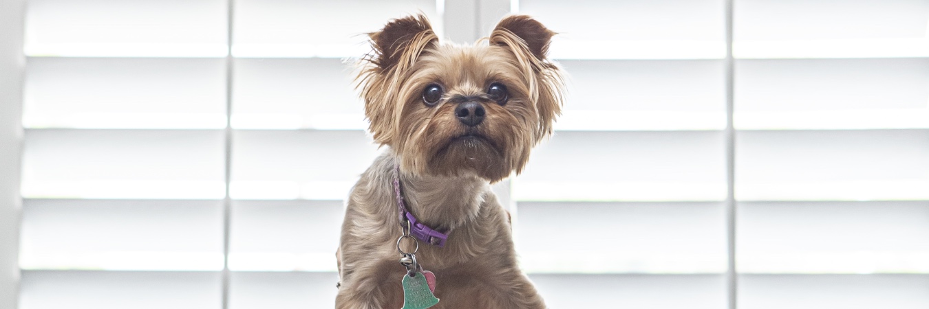 Dog in front of interior shutters in Raleigh